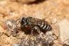 Colletes hylaeiformis